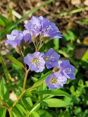 Jacob's Ladder (Polemonium) - real photo