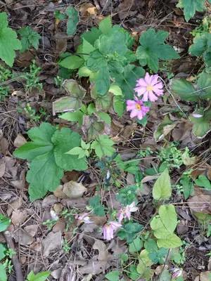 Japanese Anemone (Anemone hupehensis) - real photo