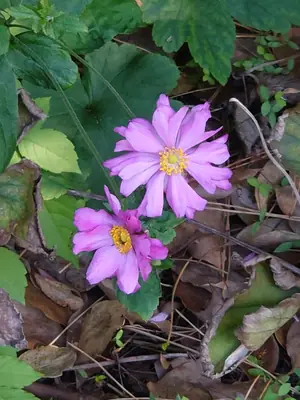 Japanese Anemone (Anemone hupehensis) - real photo
