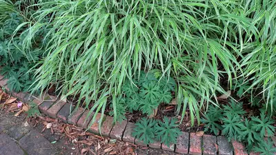Japanese Forest Grass (Hakonechloa macra) - real photo