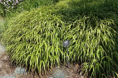Japanese Forest Grass (Hakonechloa macra) - real photo