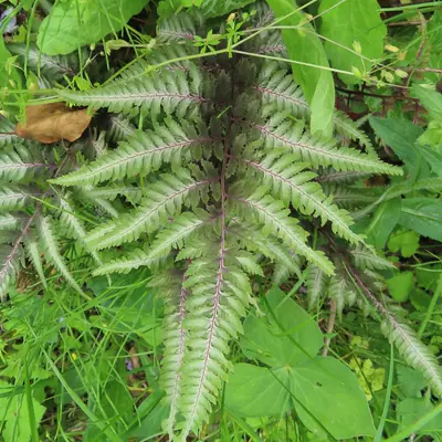 Japanese Painted Fern (Athyrium niponicum) - real photo