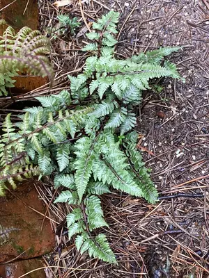 Japanese Painted Fern (Athyrium niponicum) - real photo
