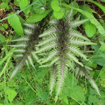 Japanese Painted Fern (Athyrium niponicum) - real photo