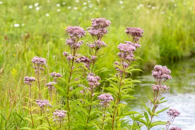 Joe Pye Weed (Eutrochium) - real photo