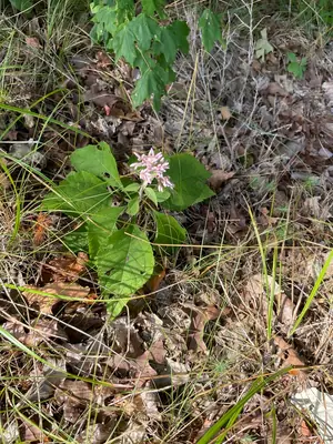 Joe Pye Weed (Eutrochium) - real photo