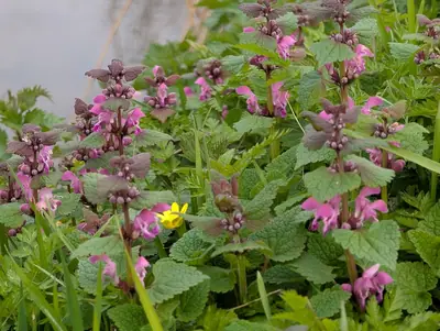 Dead Nettle (Lamium maculatum) - real photo