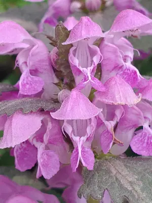Dead Nettle (Lamium maculatum) - real photo
