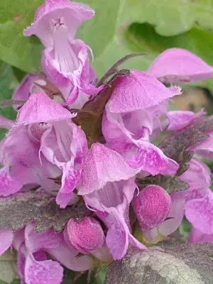 Dead Nettle (Lamium maculatum) - real photo