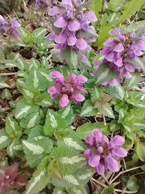 Dead Nettle (Lamium maculatum) - real photo