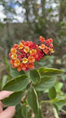 Lantana (Lantana camara) - real photo