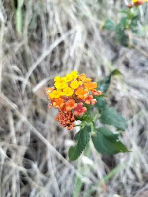 Lantana (Lantana camara) - real photo