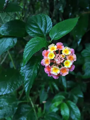 Lantana (Lantana camara) - real photo