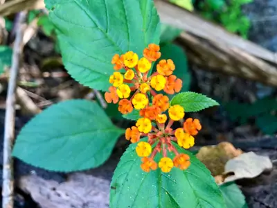 Lantana (Lantana camara) - real photo