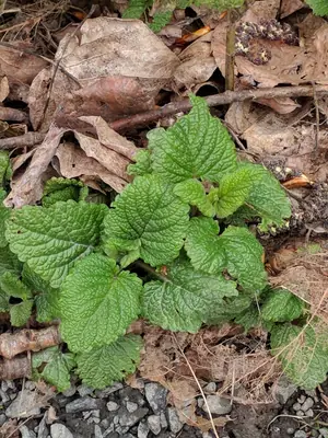 Lemon Balm (Melissa officinalis) - real photo