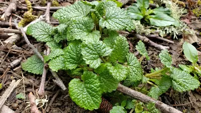 Lemon Balm (Melissa officinalis) - real photo