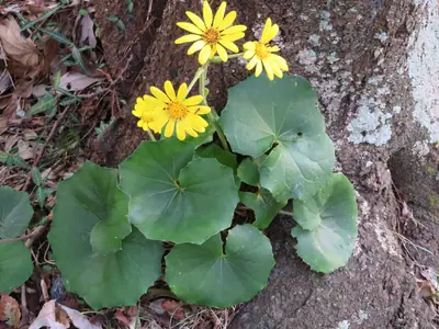 Ligularia - real photo