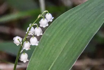Lily of the Valley (Convallaria majalis) - real photo
