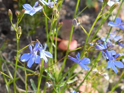 Lobelia (Lobelia erinus) - real photo