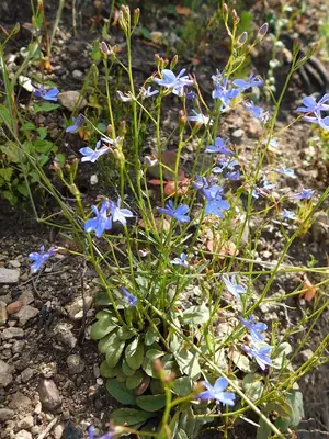 Lobelia (Lobelia erinus) - real photo