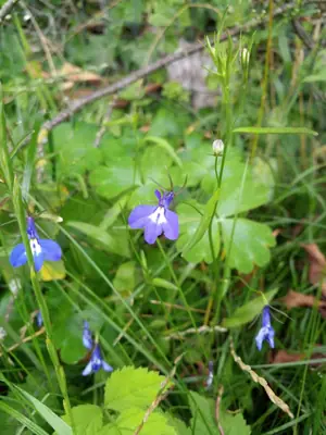 Lobelia (Lobelia erinus) - real photo