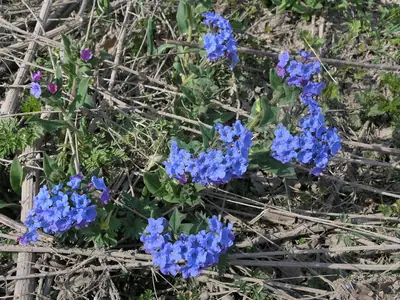 Lungwort (Pulmonaria) - real photo