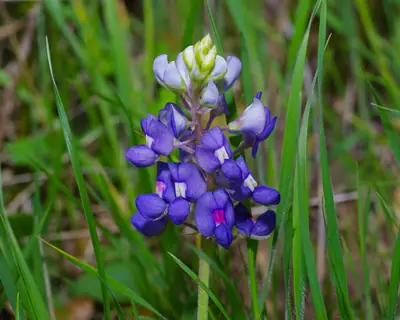 Lupine (Lupinus) - real photo