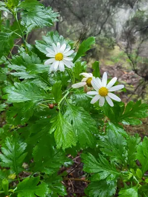 Marguerite Daisy (Argyranthemum) - real photo