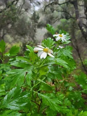 Marguerite Daisy (Argyranthemum) - real photo