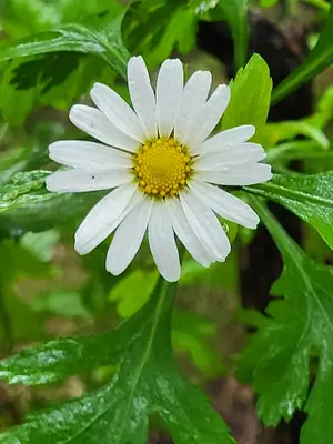Marguerite Daisy (Argyranthemum) - real photo