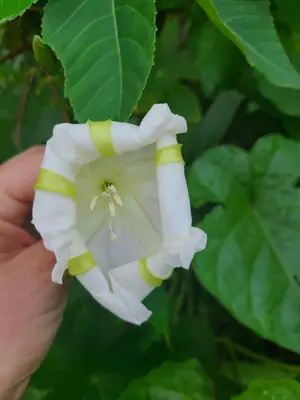 Moonflower (Ipomoea alba) - real photo