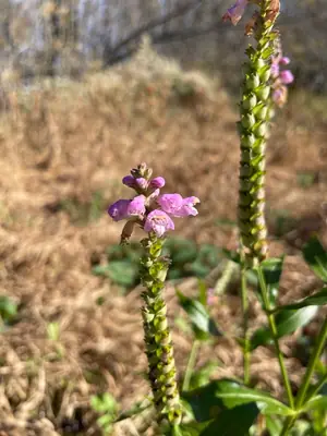 Obedient Plant (Physostegia) - real photo