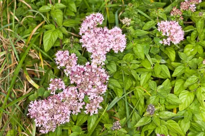 Oregano (Origanum) - real photo