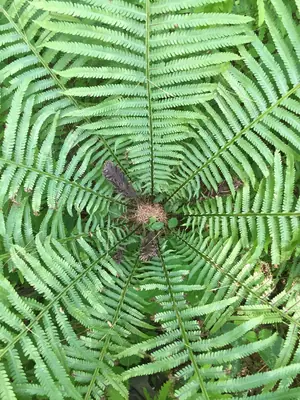Ostrich Fern (Matteuccia struthiopteris) - real photo