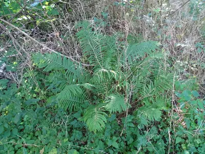 Ostrich Fern (Matteuccia struthiopteris) - real photo
