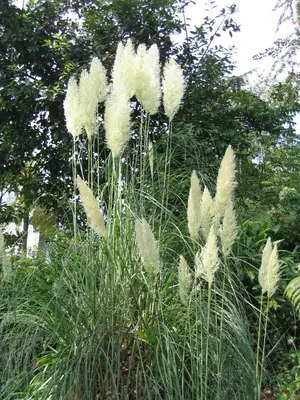 Pampas Grass (Cortaderia selloana) - real photo