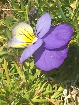 Pansy (Viola × wittrockiana) - real photo