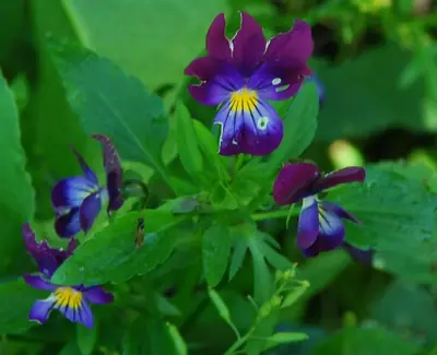 Pansy (Viola × wittrockiana) - real photo