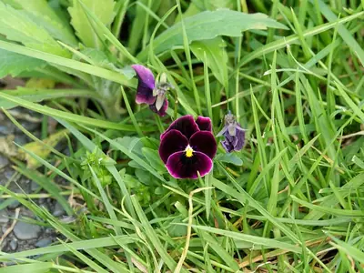 Pansy (Viola × wittrockiana) - real photo