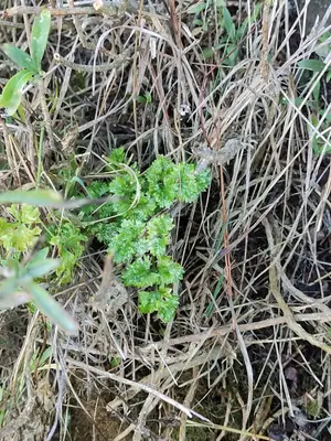 Parsley (Petroselinum crispum) - real photo