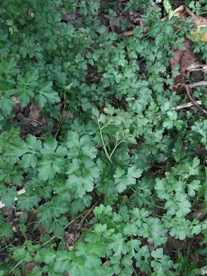 Parsley (Petroselinum crispum) - real photo