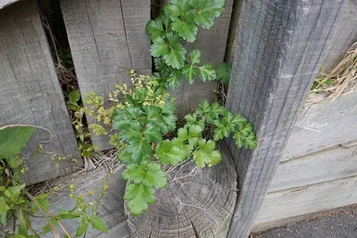 Parsley (Petroselinum crispum) - real photo