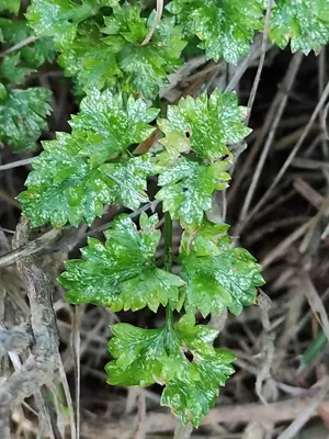 Parsley (Petroselinum crispum) - real photo