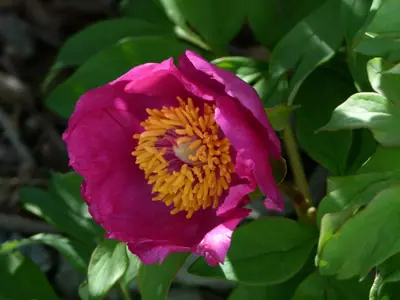 Peony (Paeonia) - real photo