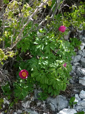 Peony (Paeonia) - real photo