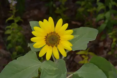 Perennial Sunflower (Helianthus) - real photo