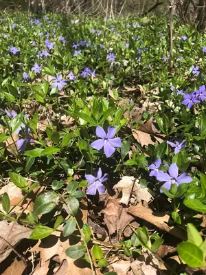 Periwinkle (Vinca minor) - real photo