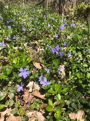 Periwinkle (Vinca minor) - real photo