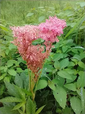 Queen of the Prairie (Filipendula rubra) - real photo