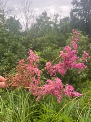 Queen of the Prairie (Filipendula rubra) - real photo